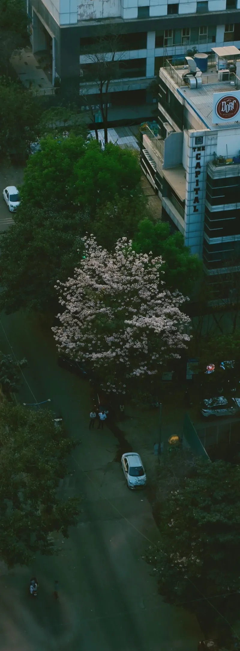 A splash of spring in the concrete jungle.