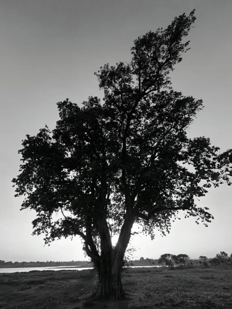 A silent sentinel standing tall in monochrome beauty.