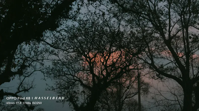 Nature's delicate lace silhouetted against a blushing sky.